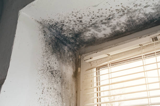 Affordable Crawl Space Mold Removal solutions in Kearny, NJ